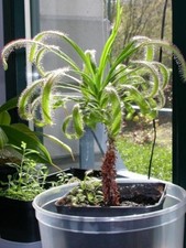 Pianta carnivora drosera - pianta,