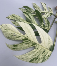 Talee adulte Epipremnum