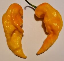 20 semi di Peperoncino Naga