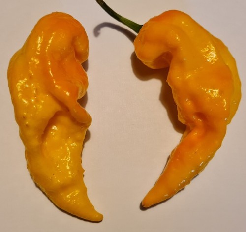 Semi peperoncino naga - di,