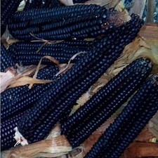 100 SEMI DI PIGNOLETTO Nero