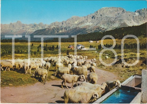 Passo lavaze gregge di - passo, lavaze'