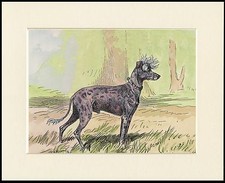 CHINESE CRESTED VINTAGE STYLE