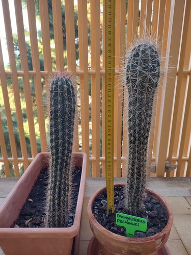 Pachycereus pringlei piante - pachycereus,