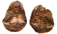 Fossile***TRILOBITE NATURALE -