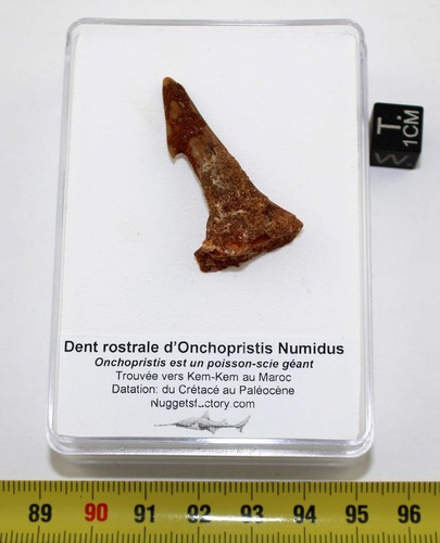 Dente rostrale fossile di - 1,