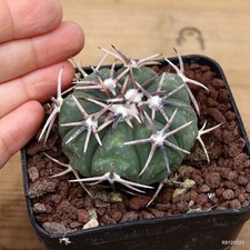 Echinocactus horizonthalonius