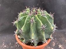 FEROCACTUS HERRERAE F