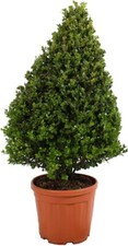 Bosso Pianta Ornamentale Cono - Buxus Microphylla Faulkner - Piante Vere Esterno
