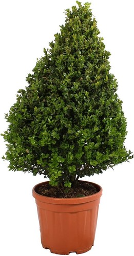 Bosso pianta ornamentale cono - bosso,