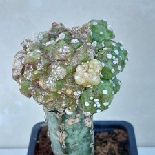 Mammillaria Gracilis Bizarre