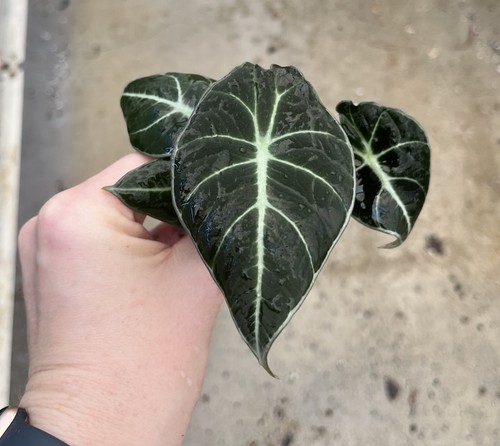 Alocasia black velvet - alocasia, velvet’