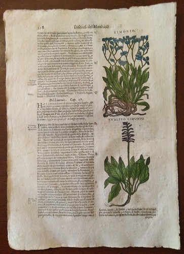 Stampa antica erbario mattioli - stampa,