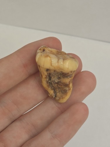 Cave bear ursus spelaeus - bear, molar