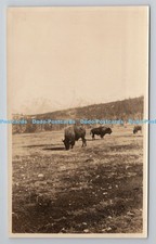 R800239 Buffalo Banff Park Old