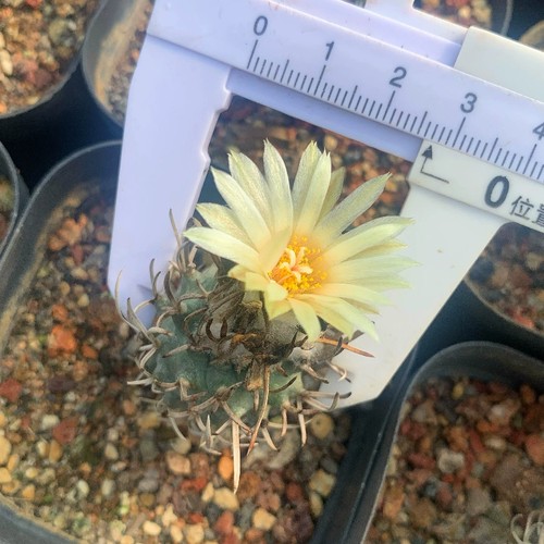 Pianta cactus succulenta - di,