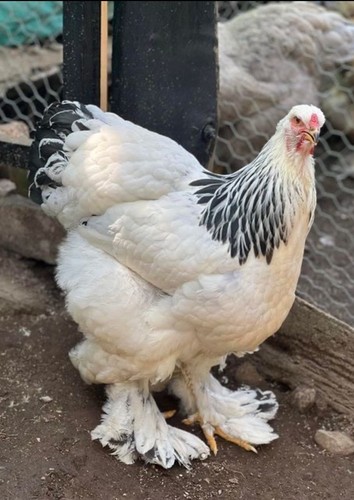 Uova feconde brahma - uova, di