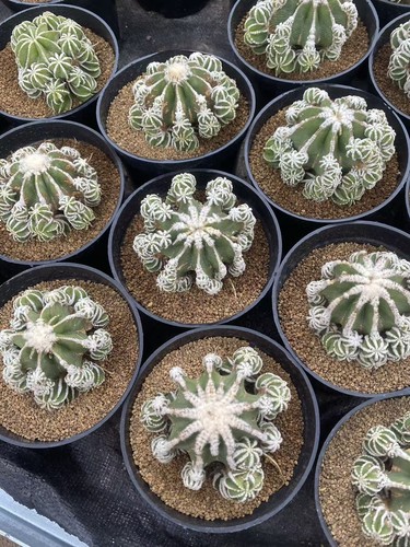 Piante succulente multitesta