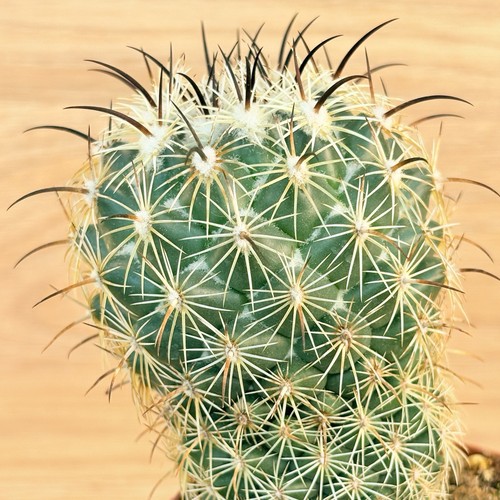 Coryphantha cornifera pot - ,,