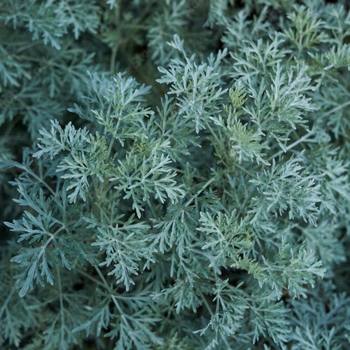Artemisia arborescens - ,
