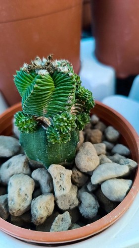 Aztekium valdezii innestata