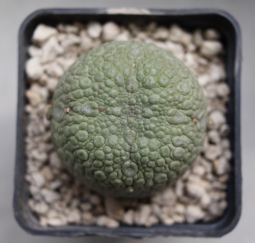 Pseudolithos miguurtinus - pseudolithos,