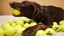 50 palline da tennis padel USATE. Lavatrice, asciugatrice, gioco cani.