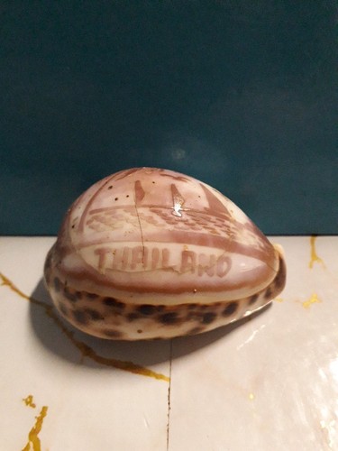 Conchiglia ciprea tigre - conchiglia,