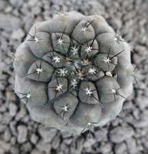 COPIAPOA HYPOGAEA x CINEREA L9 (5cm diameter) no cinerea columna-alba *