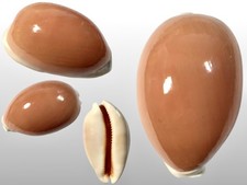 Cypraea aurantium, Davao