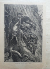 Nido Picchio Sarto o Vario incisione ottocentesca uccelli