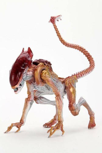 Aliens panther cougar - -,