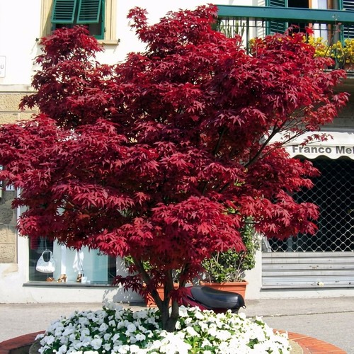 Acero rosso giapponese acer - acero,