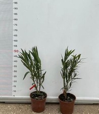PIANTA DI OLEANDRO ROSSO