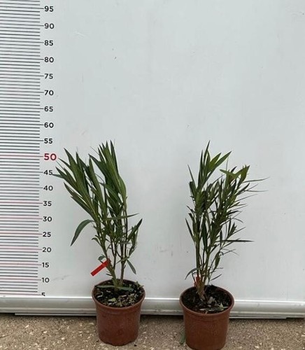 Pianta oleandro rosa scuro - oleandro,