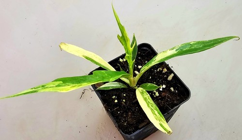 Philodendron tortum variegata - philodendron,