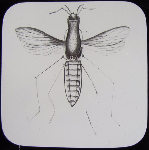 Glass magic lantern - glass,