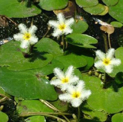 Nenufar blanco ninfa - ninfa,