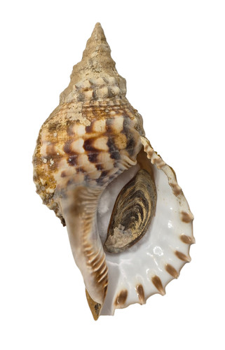Conchiglia shell charonia - shell,