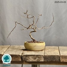 Chaenomeles Japonica Bonsai
