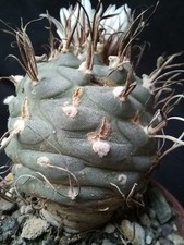 TURBINICARPUS MACROCHELE from