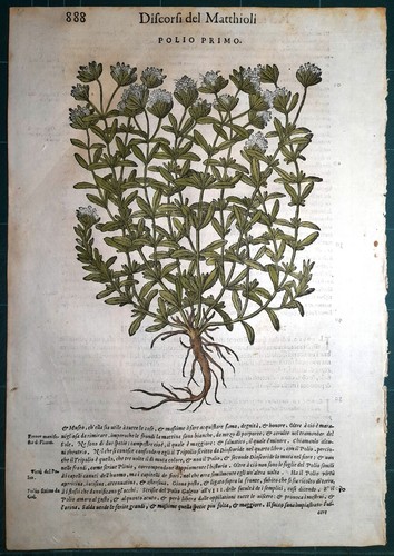 Stampa antica mattioli - stampa,