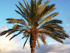 5 Semi  Freschi Di  Palma Da