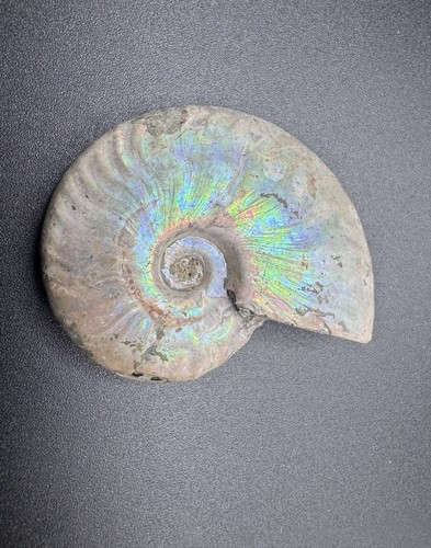 Fossile ammonite - fossile, di
