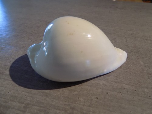 Coquillage new cypraea - coquillage,