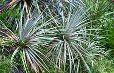 Dasylirion texanum - dasilirio