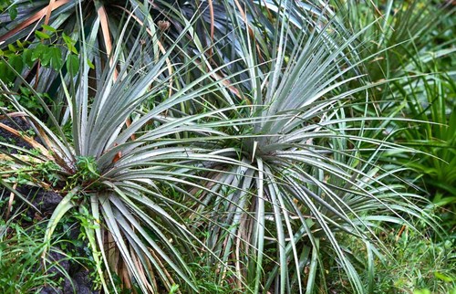 Dasylirion texanum dasilirio - texanum,