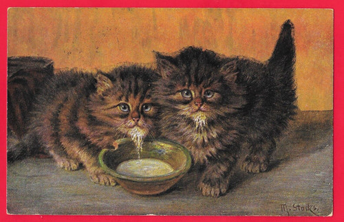 Gatto gatti - gatto,