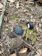 finto tartufo per addestramento