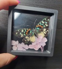 Entomologia tassidermia, mini